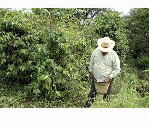 Diario-De-Xalapa-Policiaca Productores de café no esperan una buena cosecha, ya que cerca del 70 ...
