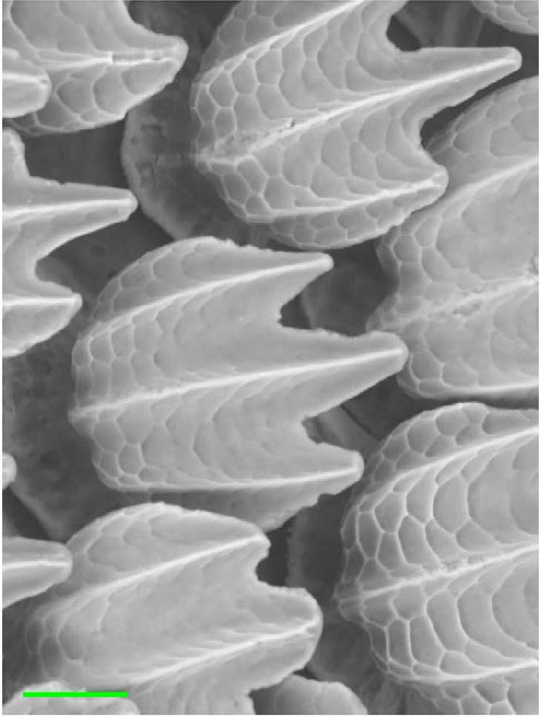 Mostly Open Ocean: Sharks are good swimmers