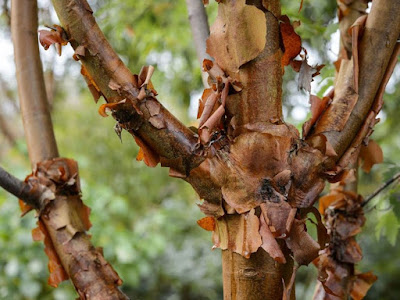 Acer griseum Acer griseum