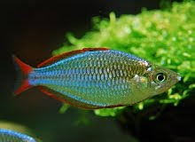 praecox rainbow