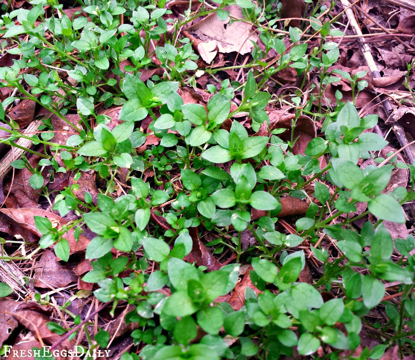 Weeds 101 A Nutritious, FREE Treat for your Backyard Chickens Fresh