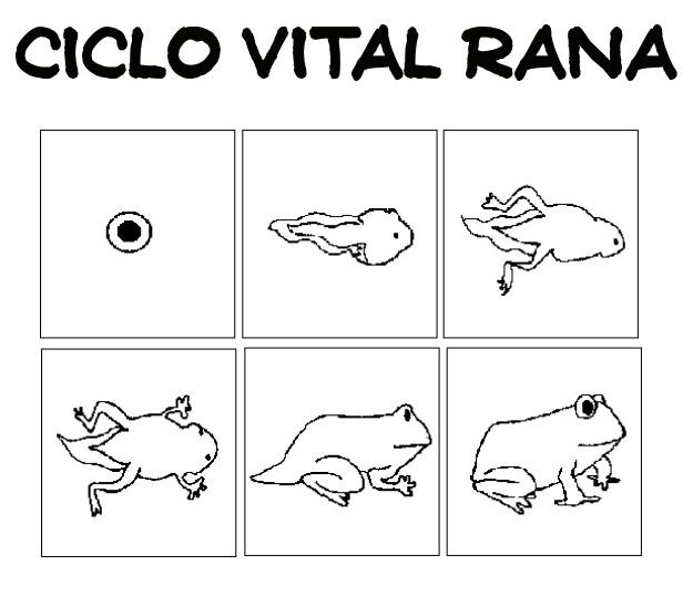 ACTIVIDADES PARA EDUCACIÓN INFANTIL: CICLO DE LA VIDA de una RANA ACTIVIDADES PARA EDUCACIÓN INFANTIL: CICLO DE LA VIDA de una RANA