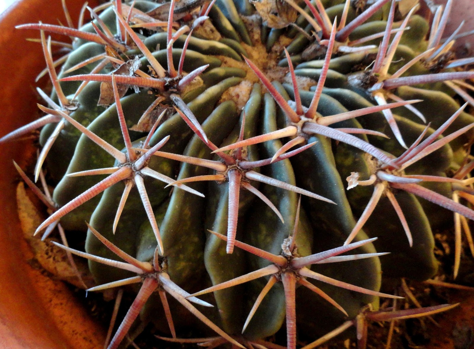 danger garden The gift of a horse crippler…