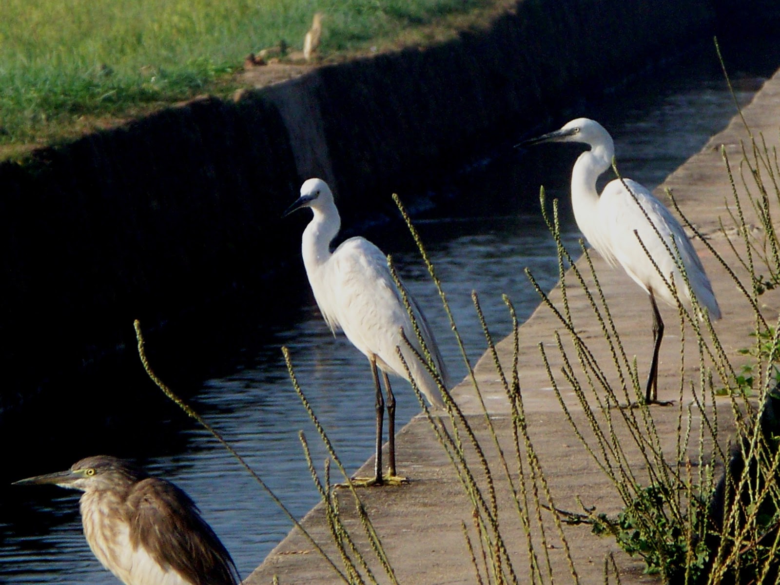 Image result for group of herons in wetlands