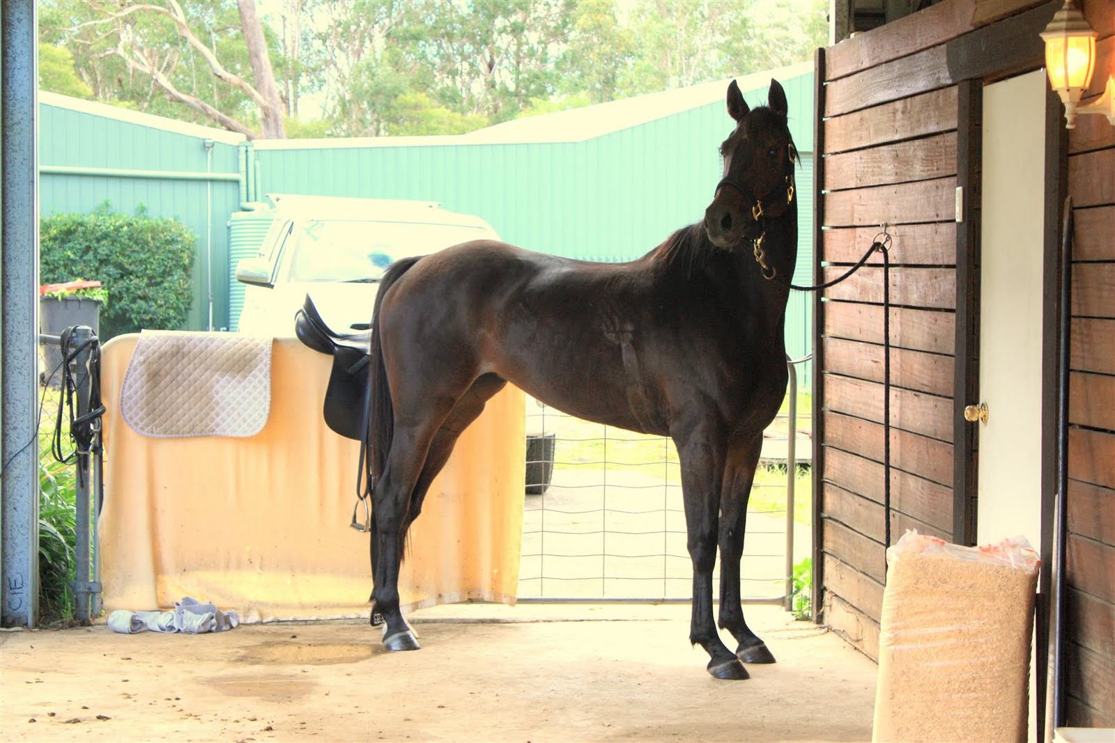 Gracie and Allie June 2012