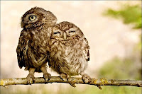 either way, birdz are cute cute birdz