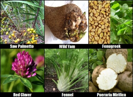 herbs for women breast enhancement Herbs for women breast enhancement