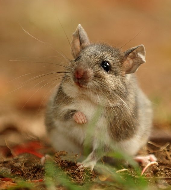 Gerbil Wildlife The Wildlife