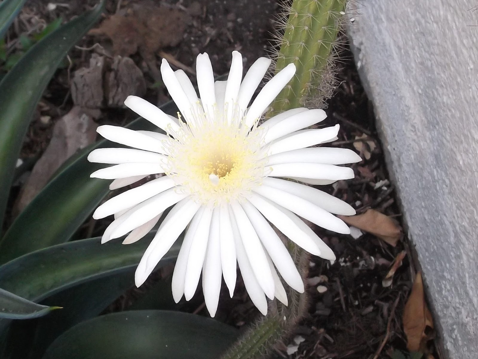 Del jardín de la Nonna Arthrocereus spinosissimus