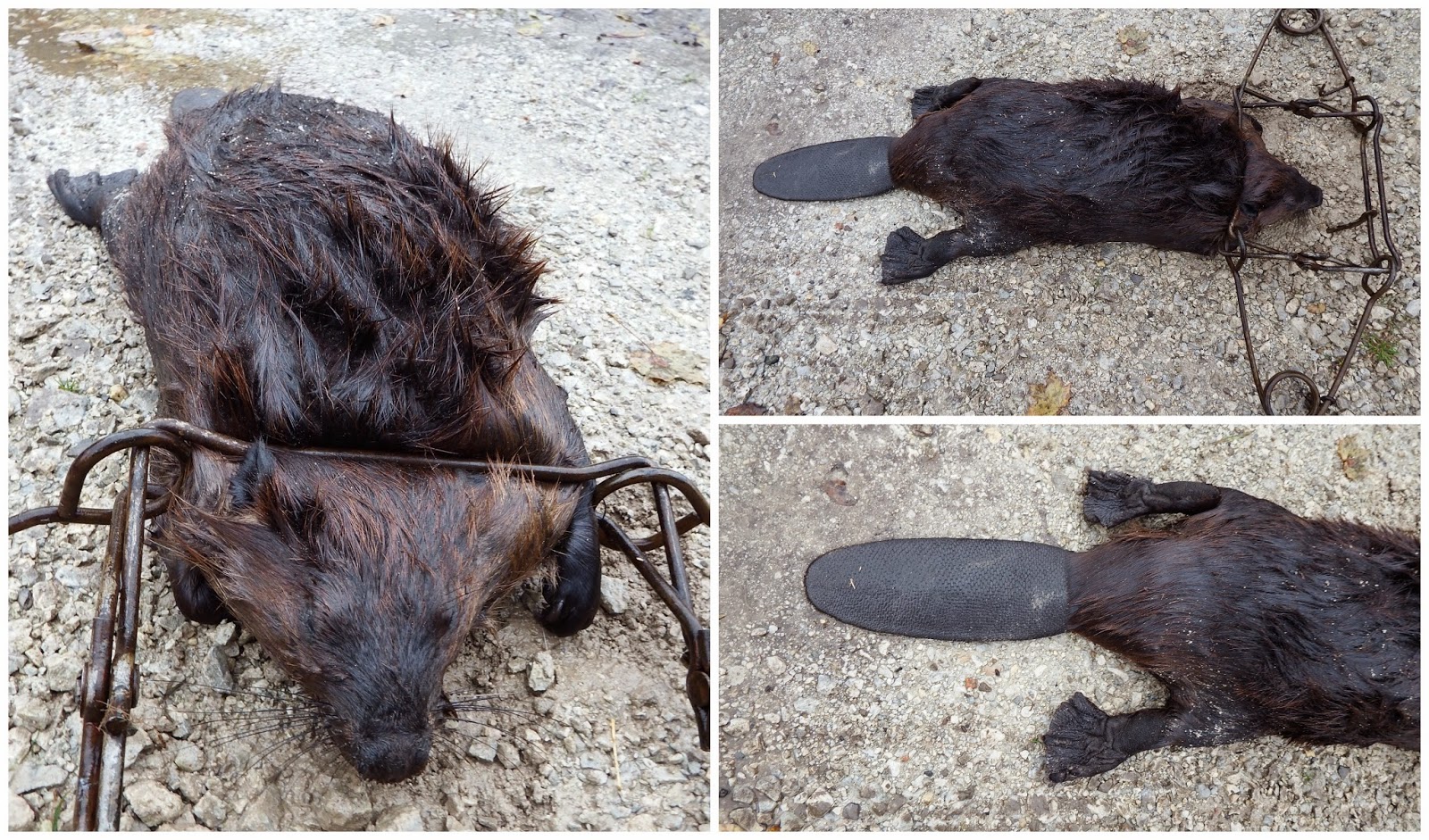 "Just North of Wiarton & South of the Checkerboard" Beaver Tails