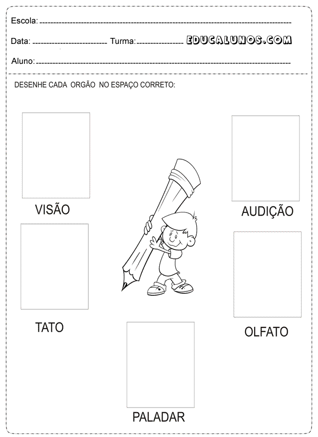 Desenhe cada órgão no espaço correto