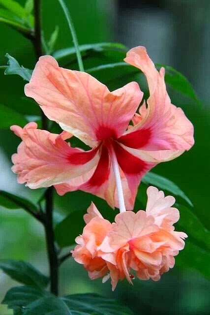 Pics Actually: Hibisco