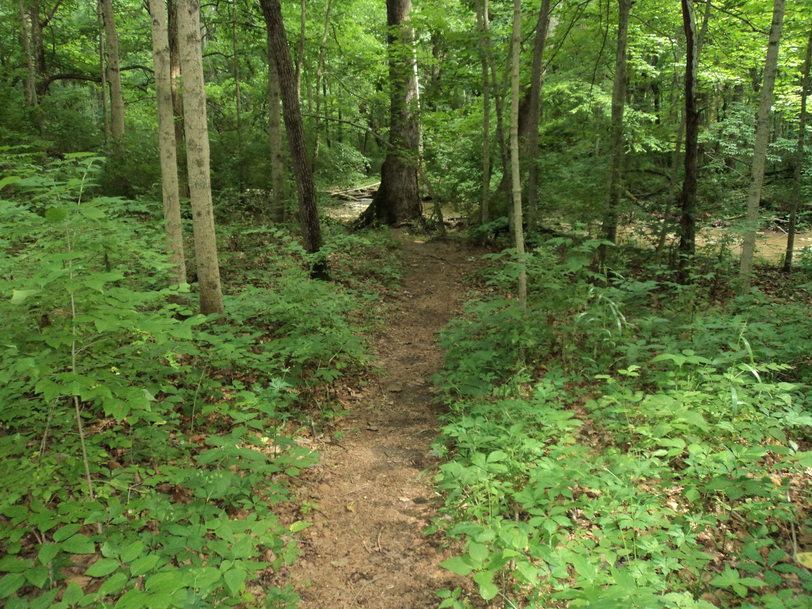 Mathprofhiker S Trail Journal Hueston Woods State Park Sycamore