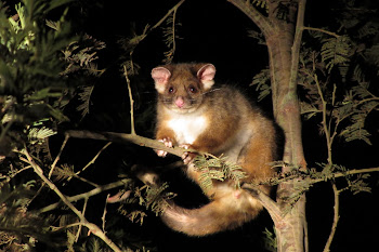 Ring Tailed Possum - So cute!!