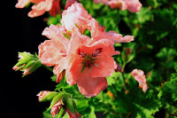 Le jardin des 101 pelargoniums