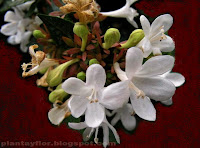 Abelia 'Kaleidoscope'