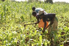 Em Nhamatanda: Excedentes agrícolas melhoram renda familiar
