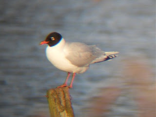 Med Gull 2