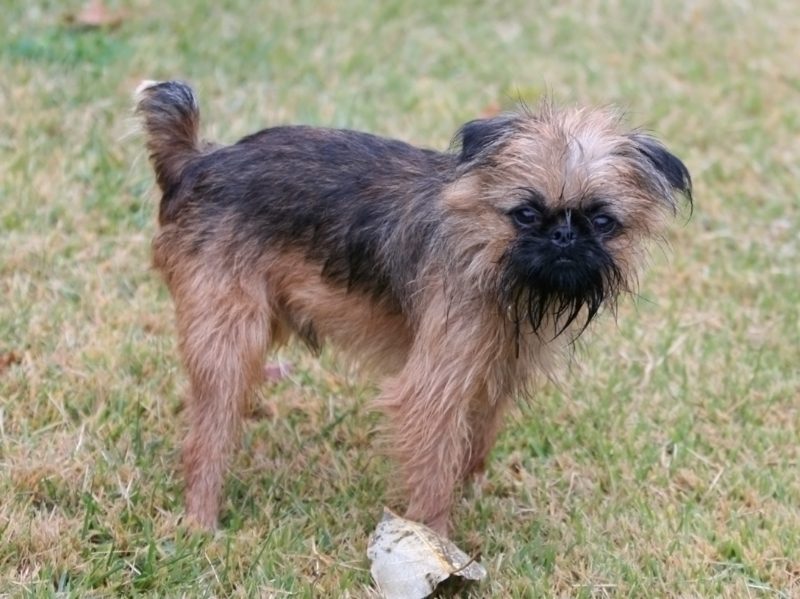 Brussels Griffon Dog Breed Brussels Griffon Dog Breed