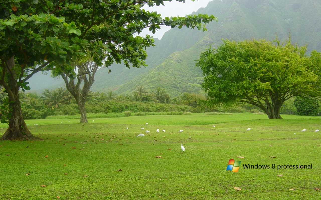 http://4.bp.blogspot.com/-aqOm3eciKEc/ThnGBS1NzDI/AAAAAAAAAUU/40GJgFPRSLc/s1600/windows_8_wallpaper_4-1280x800.jpg