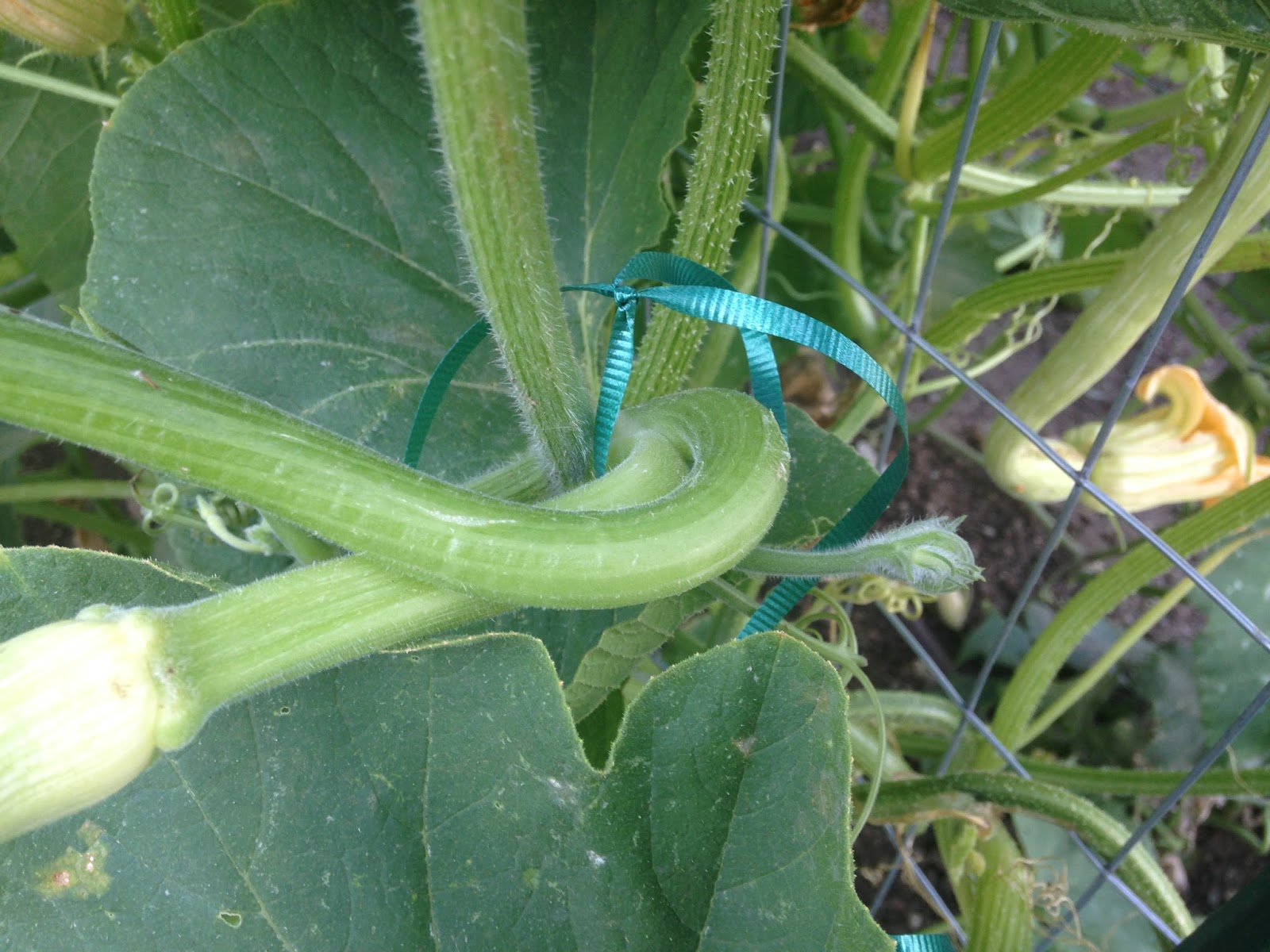 my family prepared How to Save Summer Squash Seeds