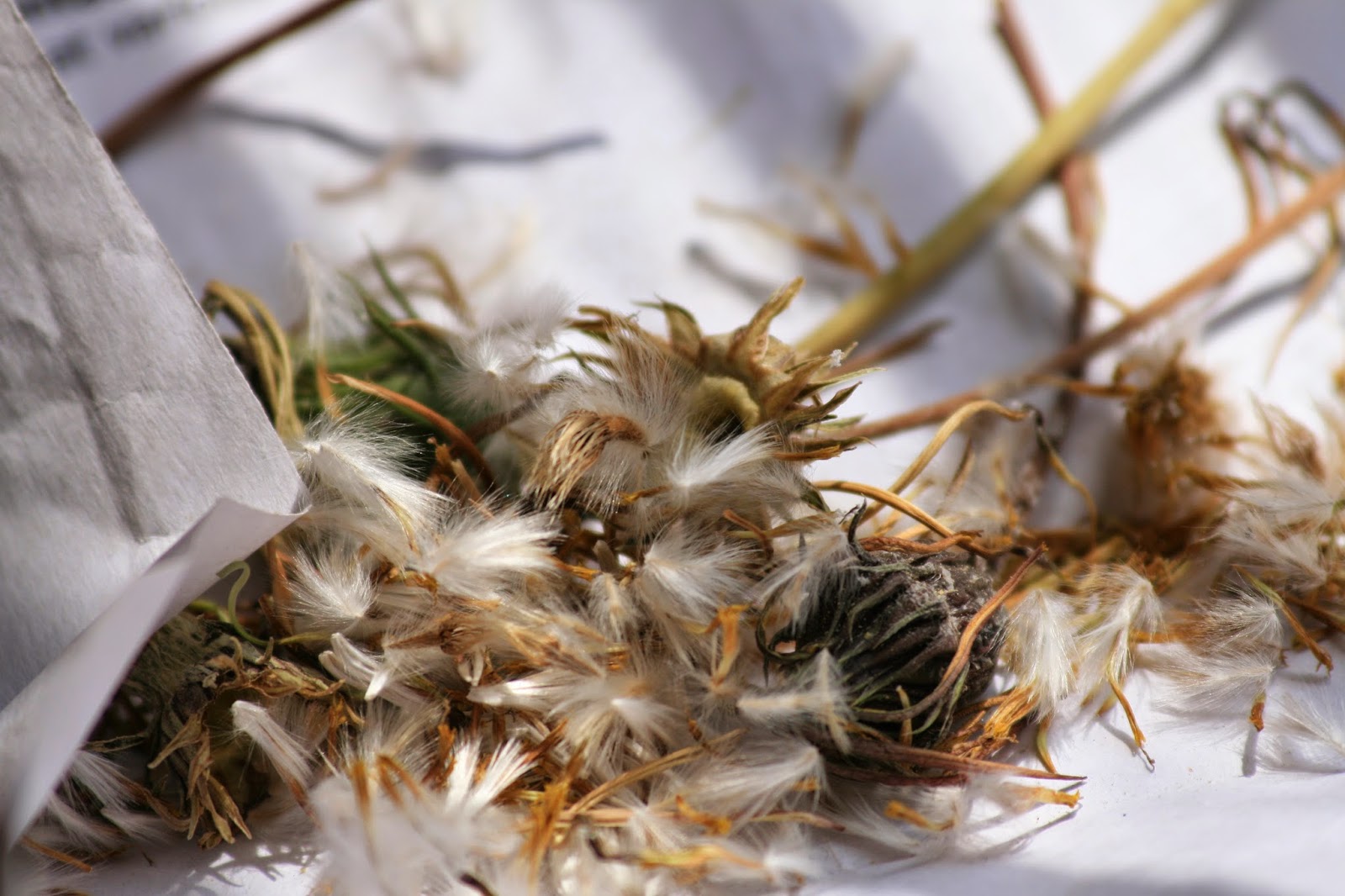 Home Gardening India Collecting Seeds Gazania
