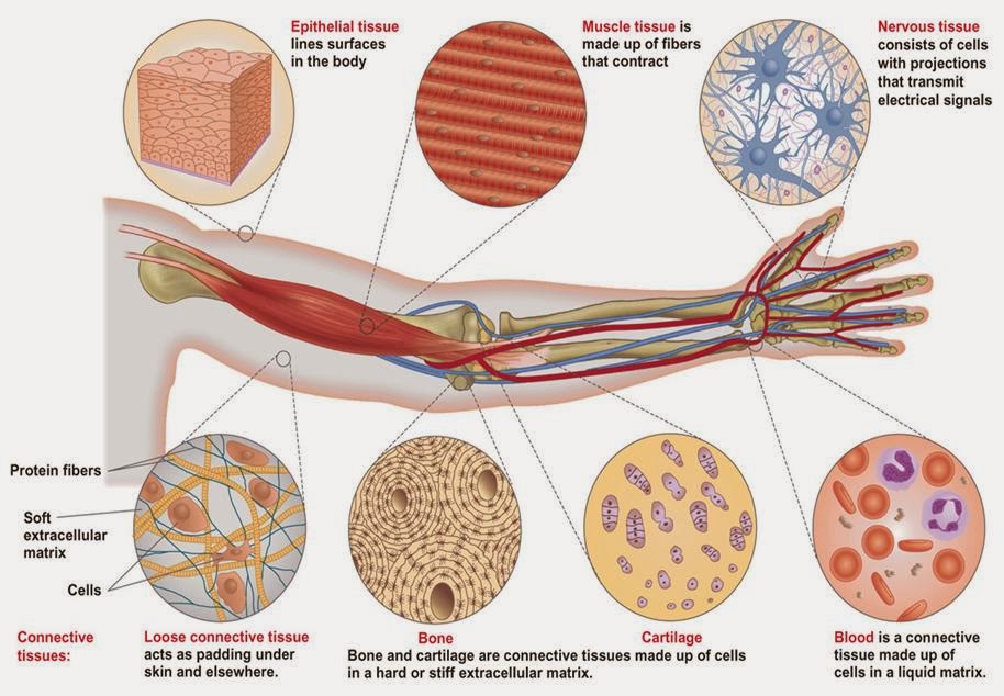Biologi Kelas x: Tingkat Organisasi Kehidupan : Organisasi Kehidupan