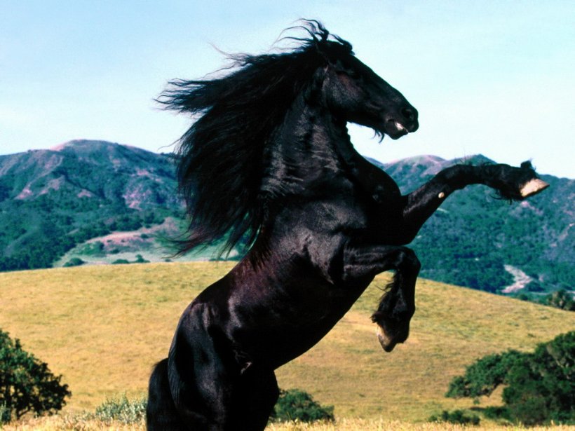 [Imagen: -fotos-caballos-.jpg]