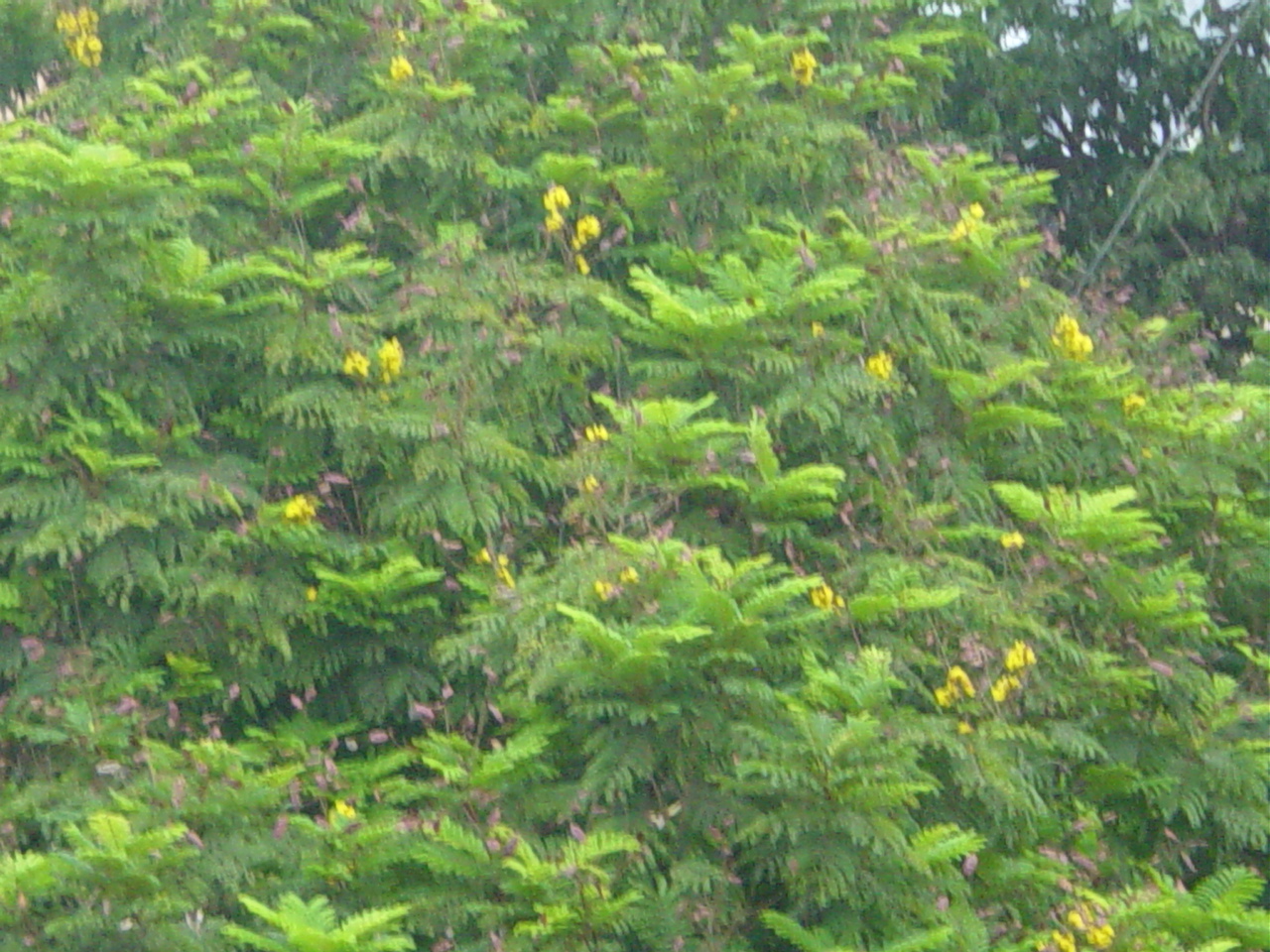 Morning Walk and Flowering Trees in Chennai