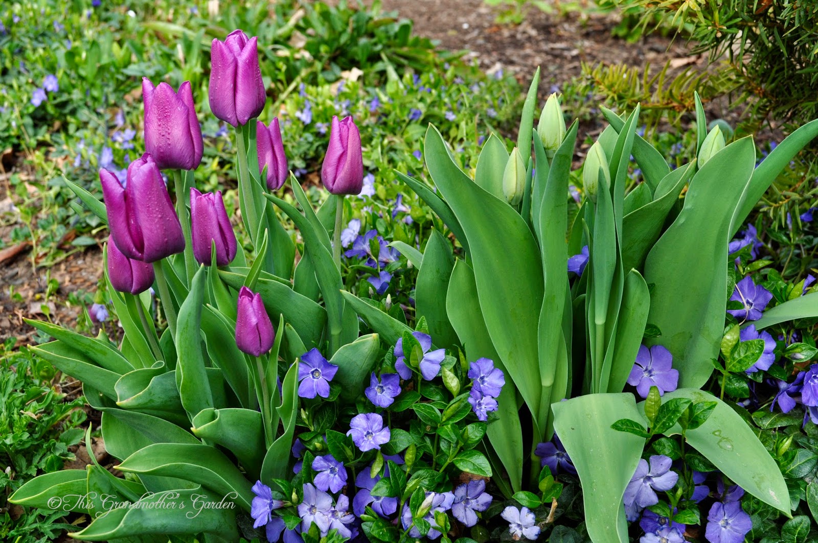 This Grandmother's Garden Spring Blooms!