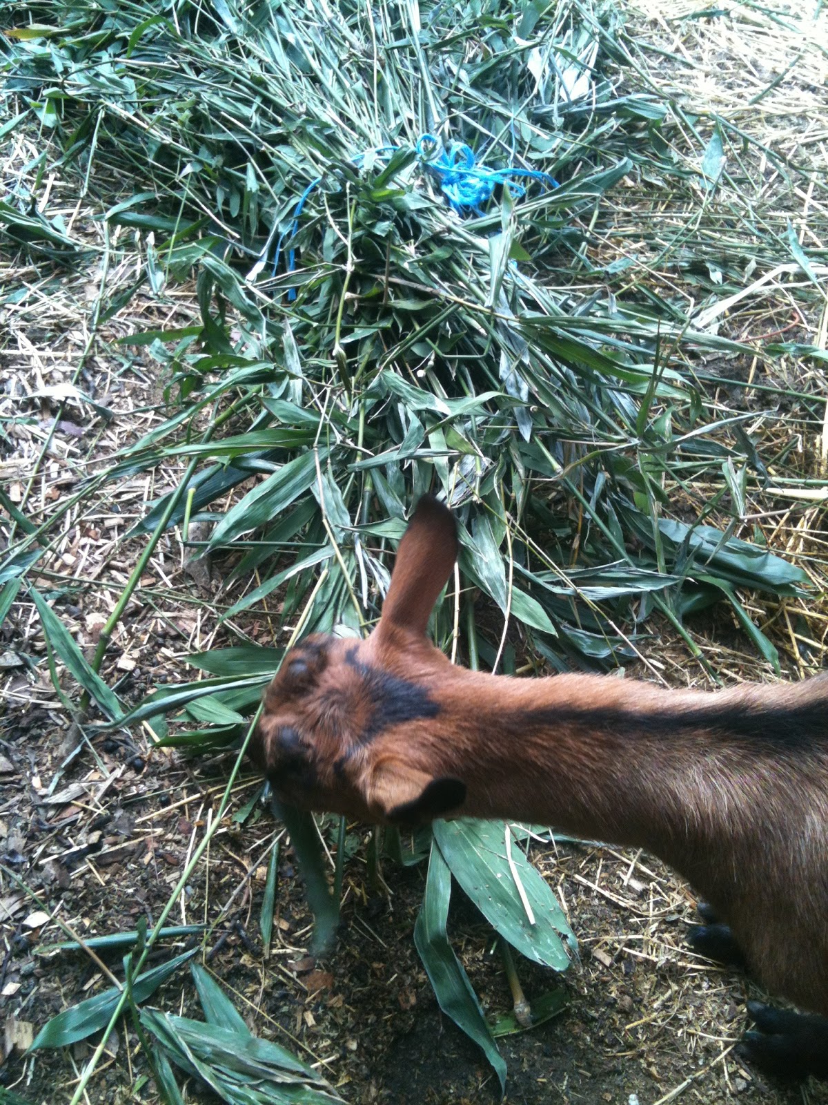 Soul Flower Farm Bamboo Alternative Source of Livestock Feed