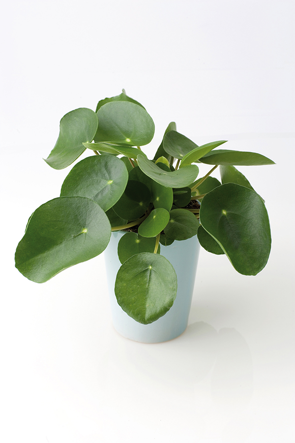 Pilea Peperomioides