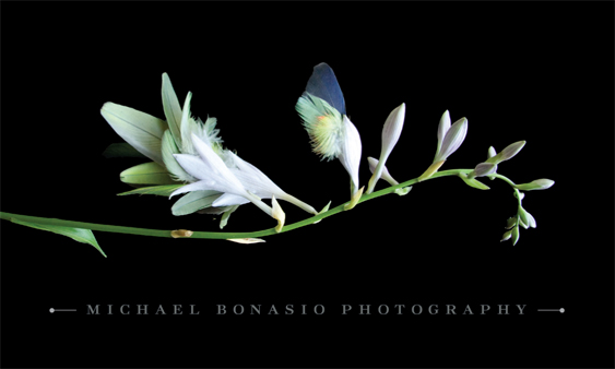 business card | Michael Bonasio Photography