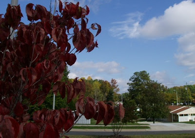 Dogwood+trees+in+fall