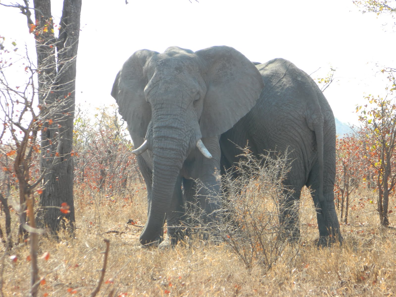 Watching the Sun Bake: An Enormity of Elephants