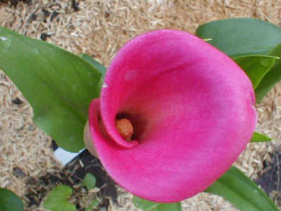 Calla Garnet Glow