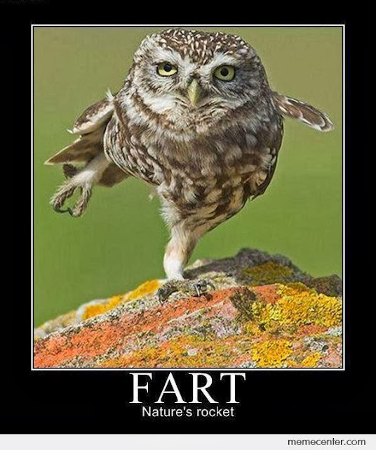 16 Funny Owl Memes For Fum And Interesting Articles Feafum