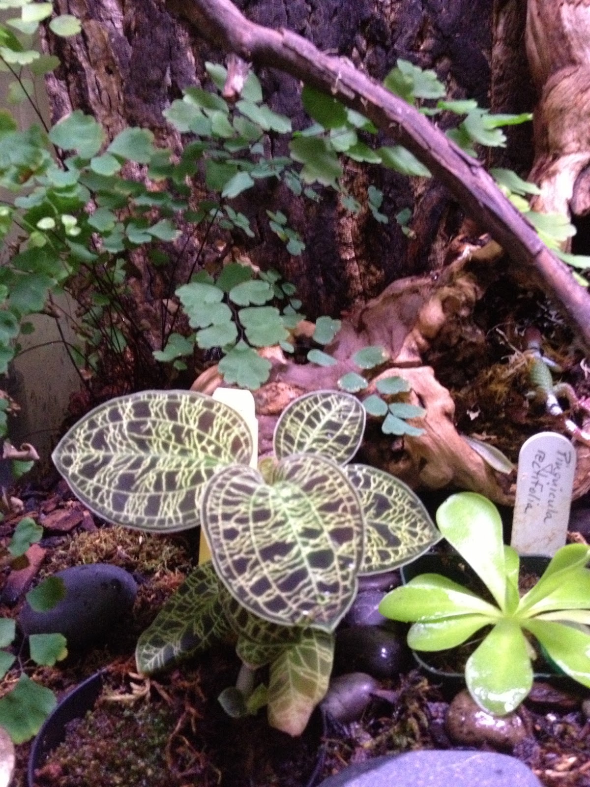 The Orchid Enthuthiast The Terrarium Jewel Orchids and More