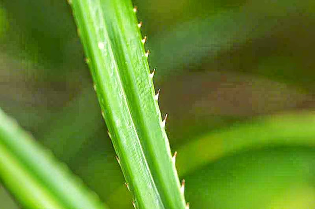 close-up, spiny leaf of Pandanus