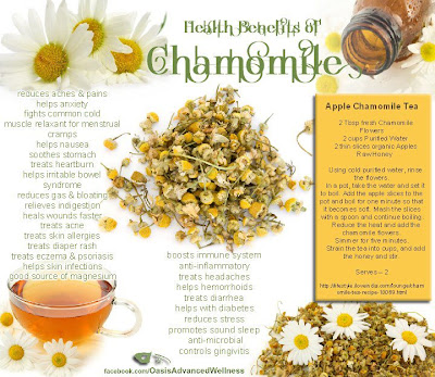 Stranger in a Strange Land: Chamomile Benefits: Growing ...