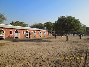 View of "Rann Riders" stud farm that breeds "KATHIAWARI" and "MARWARI" breed horses.