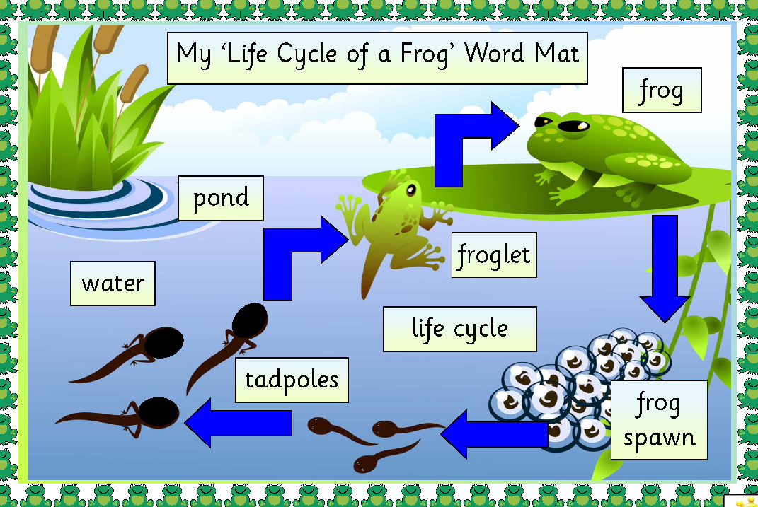 Young Biologist Summary of development of frog
