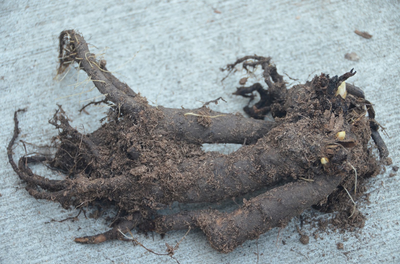 Southern Peony 2015 Peony Experiment Planting 2 Year