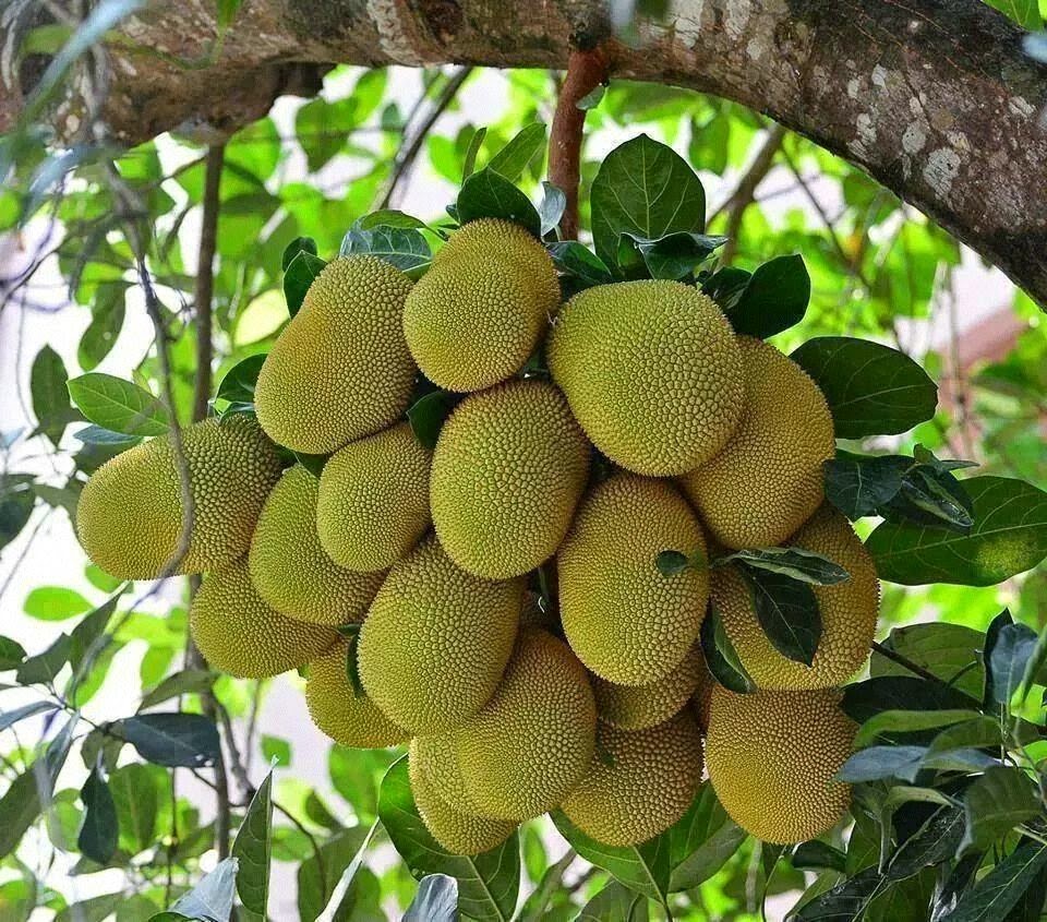 Jack_fruit_plant_picture02