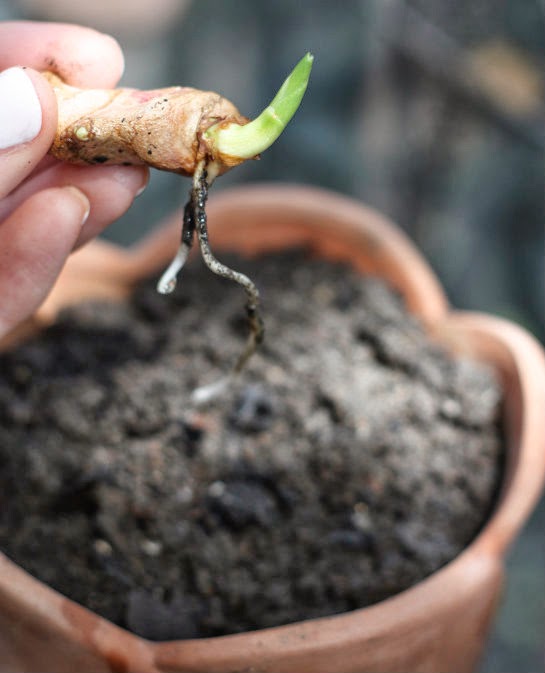 How To Grow Turmeric Root 17 Apart