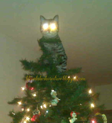 alt="cat on top of Christmas tree"