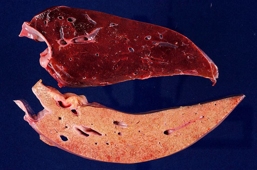 Michael Porter, Equine Veterinarian Rattle box (Crotalaria spp) in