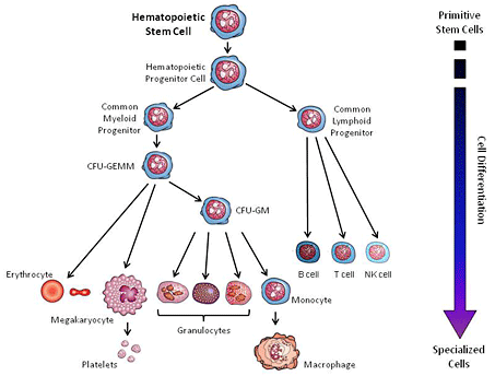 Hematopoietic Stem Cell Chart