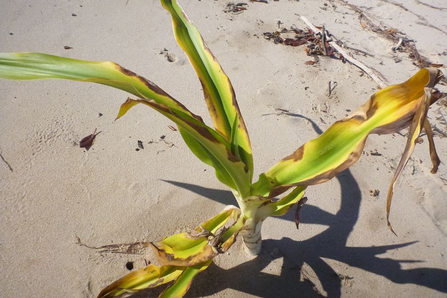 Crinum pedunculatum affected by salt White spider lily affected by salt water