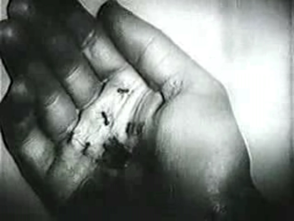 Le Chien Andalou
